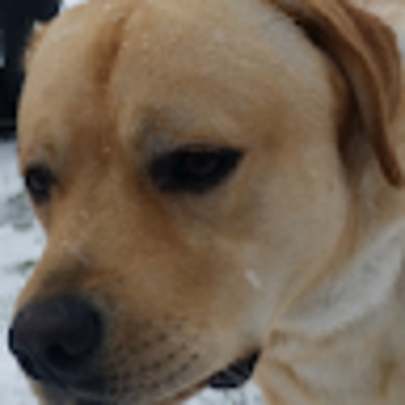 Meet your Posher, Erica - Picture 1 of 1